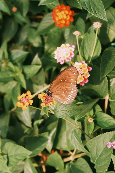 butterfly in garden with flowers