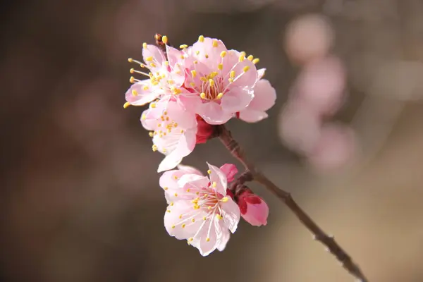 view of spring peach blossoms at daylight