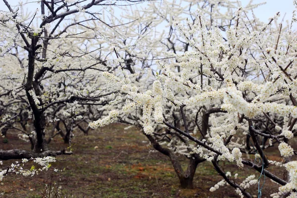 Beautiful fragile flowers on fruit tree in garden