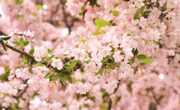 Kersenbloesems Het Voorjaar — Stockfoto