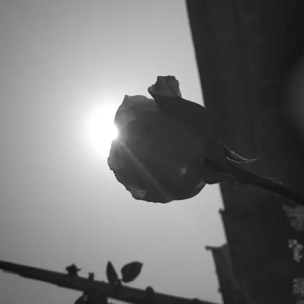 Ασπρόμαυρη Φωτογραφία Ενός Όμορφου Τριαντάφυλλου — Φωτογραφία Αρχείου