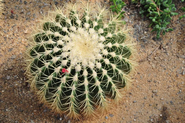 Piękne Botaniczne Ujęcie Naturalna Tapeta — Zdjęcie stockowe