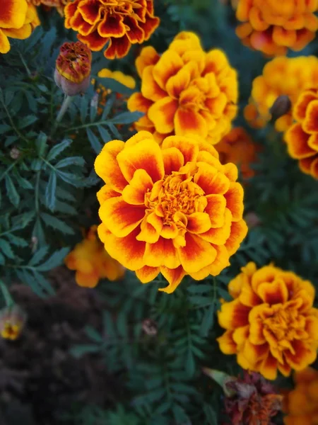 Bellissimo Fiore Arancio Giardino — Foto Stock