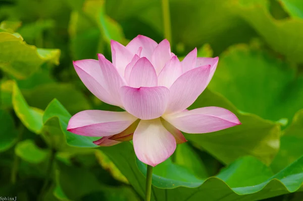 beautiful summer lotus pond