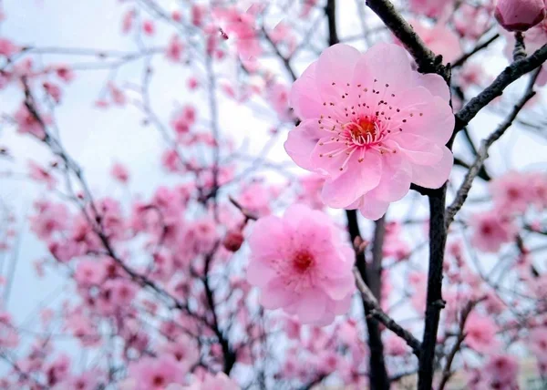 Вид Весенних Цветков Персиковых Деревьев — стоковое фото