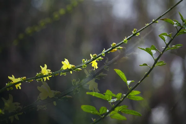 美丽的花卉照片 天然壁纸 — 图库照片