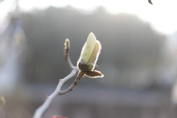 Fiore Bianco Primavera — Foto Stock