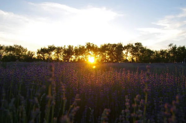 Hermoso Atardecer Parque — Foto de Stock