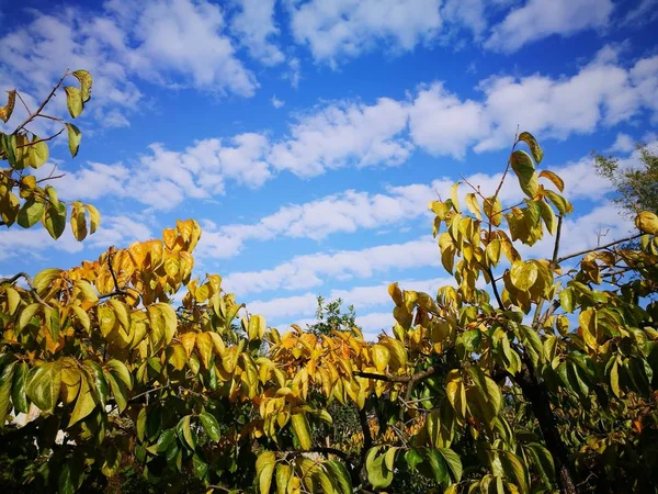 Желтое Дерево Саду — стоковое фото