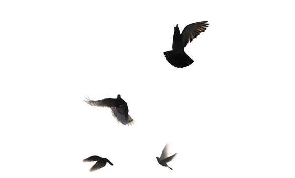 นกบ สวยงาม กนก — ภาพถ่ายสต็อก