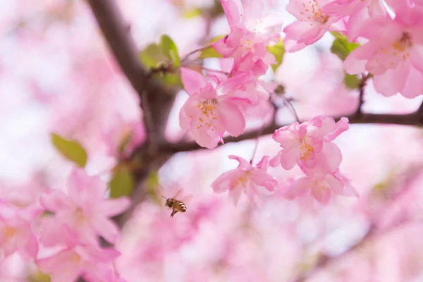 Közelről Tekintettel Őszibarackfa Virágok Tavasszal Virágzik — Stock Fotó