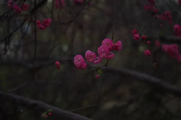 Rode Bloem Tuin — Stockfoto