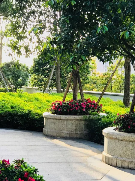 Hermoso Tiro Botánico Flores — Foto de Stock