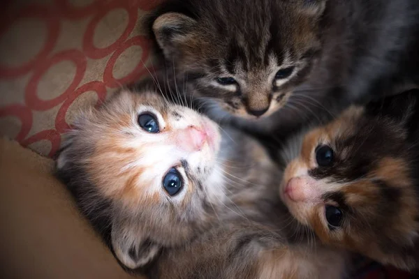 Dos Gatos Gatitos — Foto de Stock