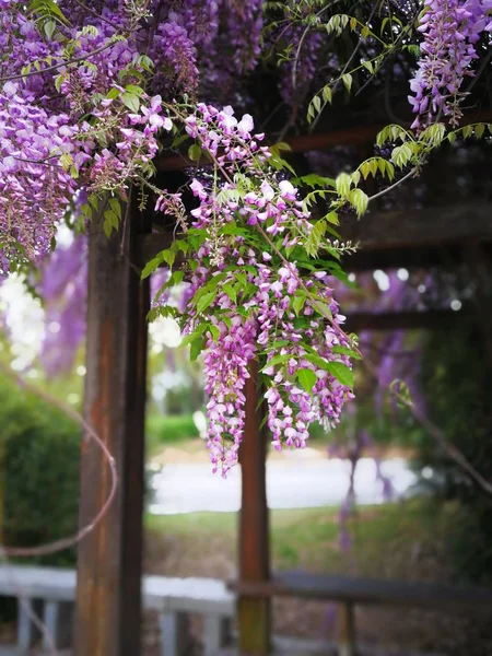 花园里美丽的春花 — 图库照片