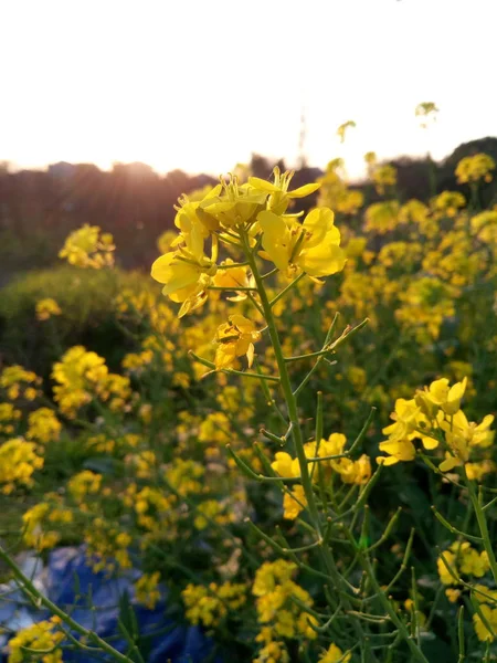 Fiori Primaverili Giardino — Foto Stock