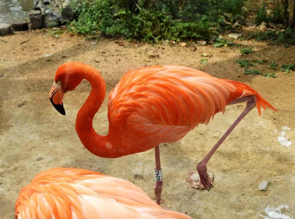 Flamingo Aves Flora Fauna — Fotografia de Stock