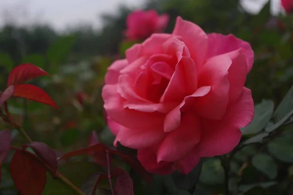 Belle Fleur Rouge Dans Jardin — Photo