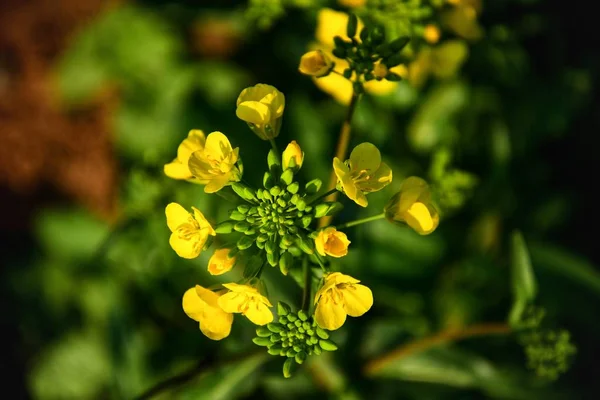 Verano Flores Amarillas Jardín — Foto de Stock