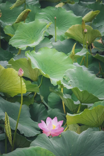 Hermoso Estanque Loto Verano — Foto de Stock