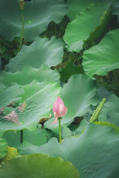 beautiful summer lotus pond