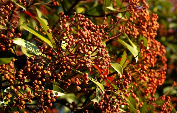 stock image red berries on a tree