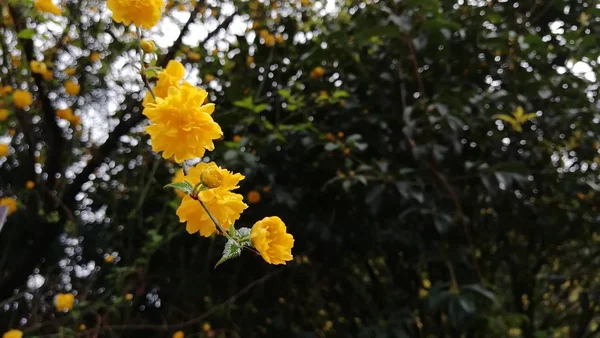 Frühlingsblumen Garten — Stockfoto