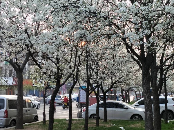 Hermoso Árbol Sakura Parque — Foto de Stock