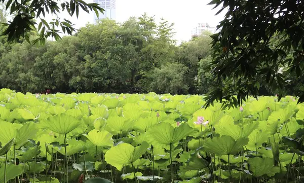 Hermoso Paisaje Con Flores Plantas — Foto de Stock