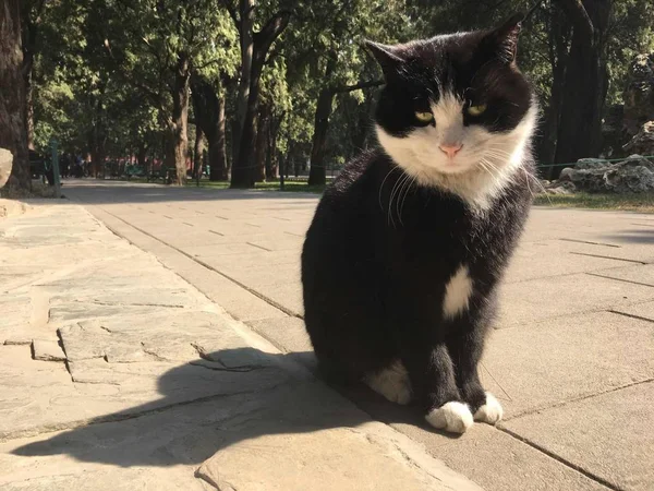 stock image cat sitting on the street