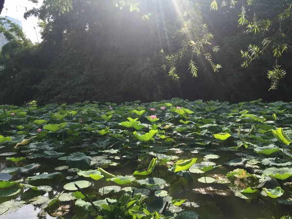 Hermoso Bosque Verde Por Mañana — Foto de Stock