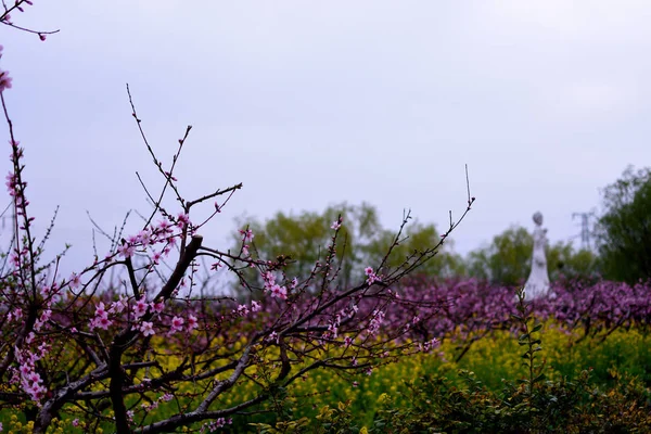 Blick Auf Schönheit Blühende Blumen Tag — Stockfoto