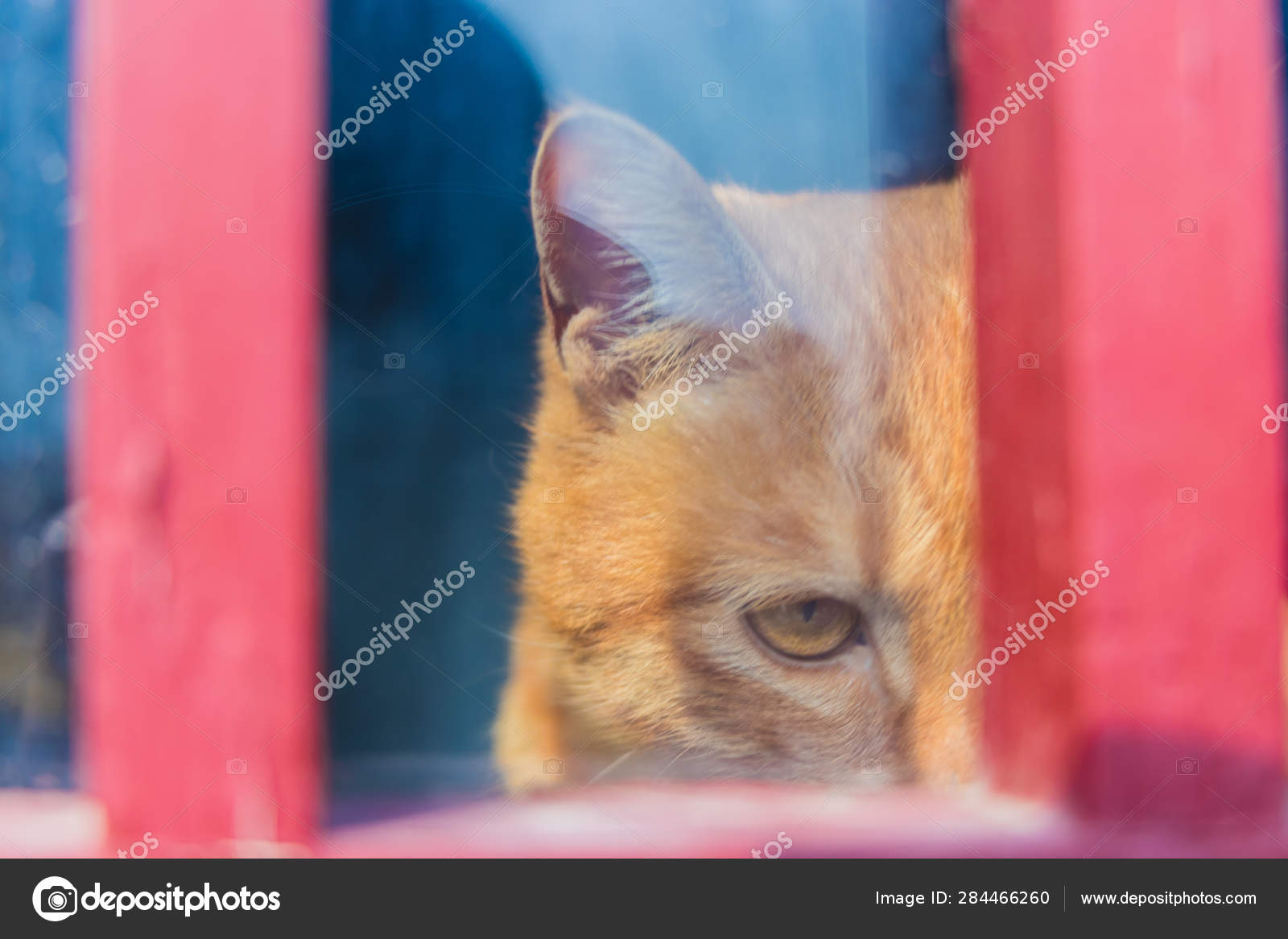 Portrait Chat Mignon Image Libre De Droit Par Imaginechina Tuchong C