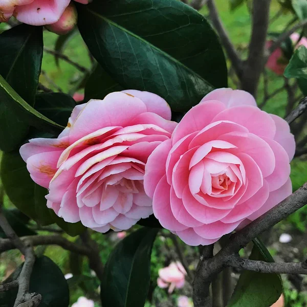 Hermoso Plano Botánico Fondo Pantalla Natural — Foto de Stock