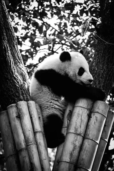 panda bear animal in zoo, pandas wildlife