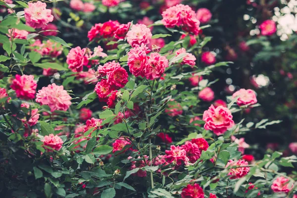 Hermoso Plano Botánico Fondo Pantalla Natural — Foto de Stock