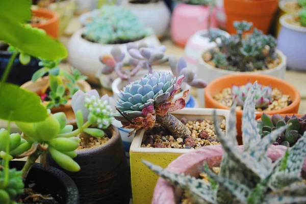 Plantas Suculentas Una Maceta — Foto de Stock