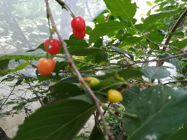 red tomatoes on a tree