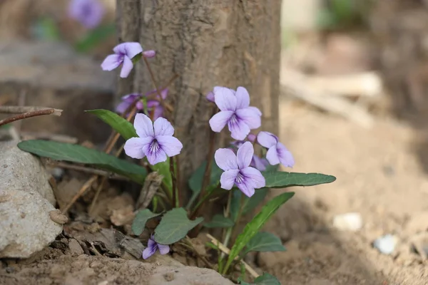 floral concept, purple flowers