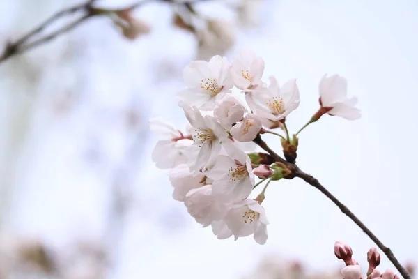 Beautiful White Flowers Apple Tree — Stock Photo, Image