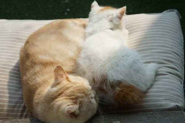 Hermoso Gato Durmiendo Sofá — Foto de Stock