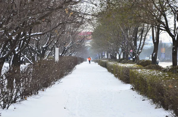 winter landscape with snow covered trees in the city