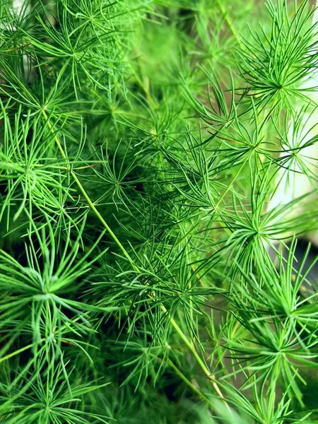 Groen Gras Achtergrond Flora — Stockfoto
