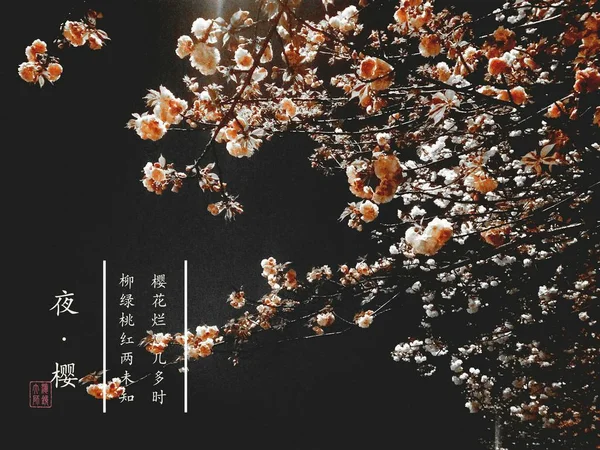 Прекрасные Нежные Весенние Цветы Саду — стоковое фото