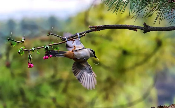Güzel Bir Kuş Manzarası — Stok fotoğraf