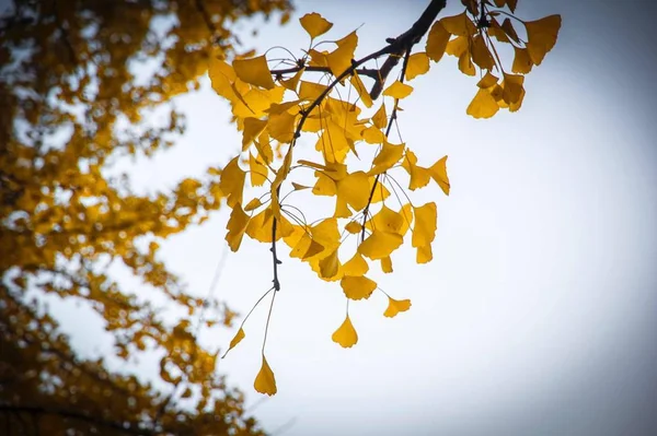 colorful autumn forest foliage leaves