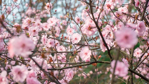 Pink spring flowers blooming on trees