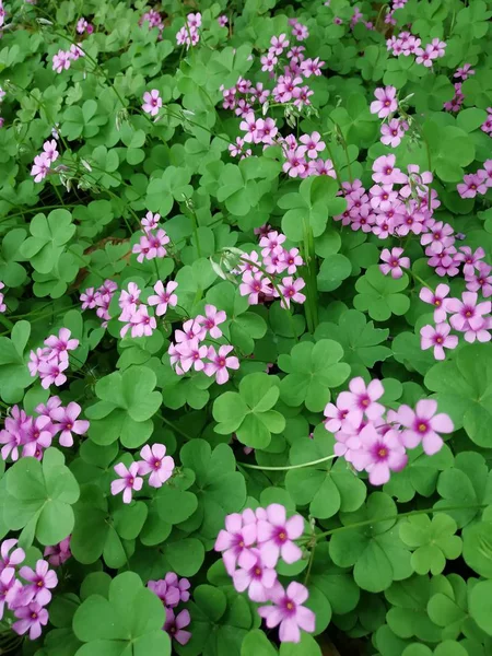 Krásný Botanický Záběr Přírodní Tapety — Stock fotografie