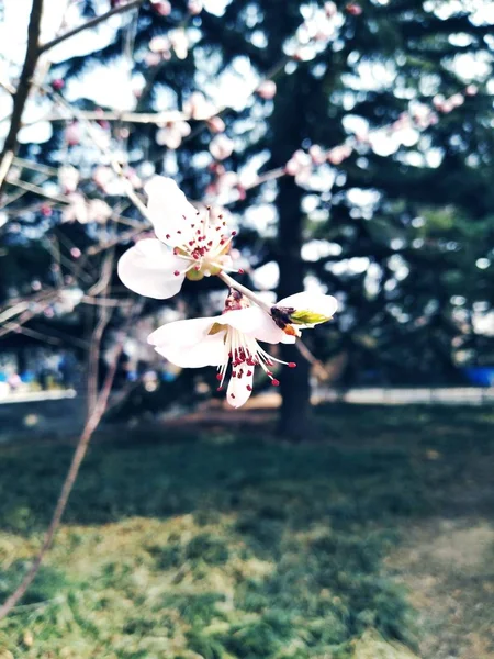 Mooie Lentebloemen Aan Boom — Stockfoto