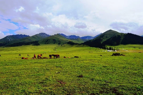 Beautiful landscape with mountains and horses. Travel, nature